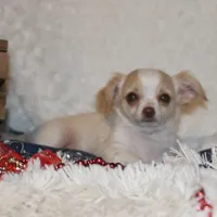 *AKC* LC Hudson, a female Chihuahua for sale in Arbela, MO – Photo 3 of 8