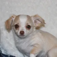 *AKC* LC Hudson, a female Chihuahua for sale in Arbela, MO – Photo 1 of 8