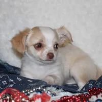 *AKC* LC Hudson, a female Chihuahua for sale in Arbela, MO – Photo 6 of 8