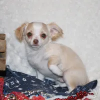 *AKC* LC Hudson, a female Chihuahua for sale in Arbela, MO – Photo 4 of 8