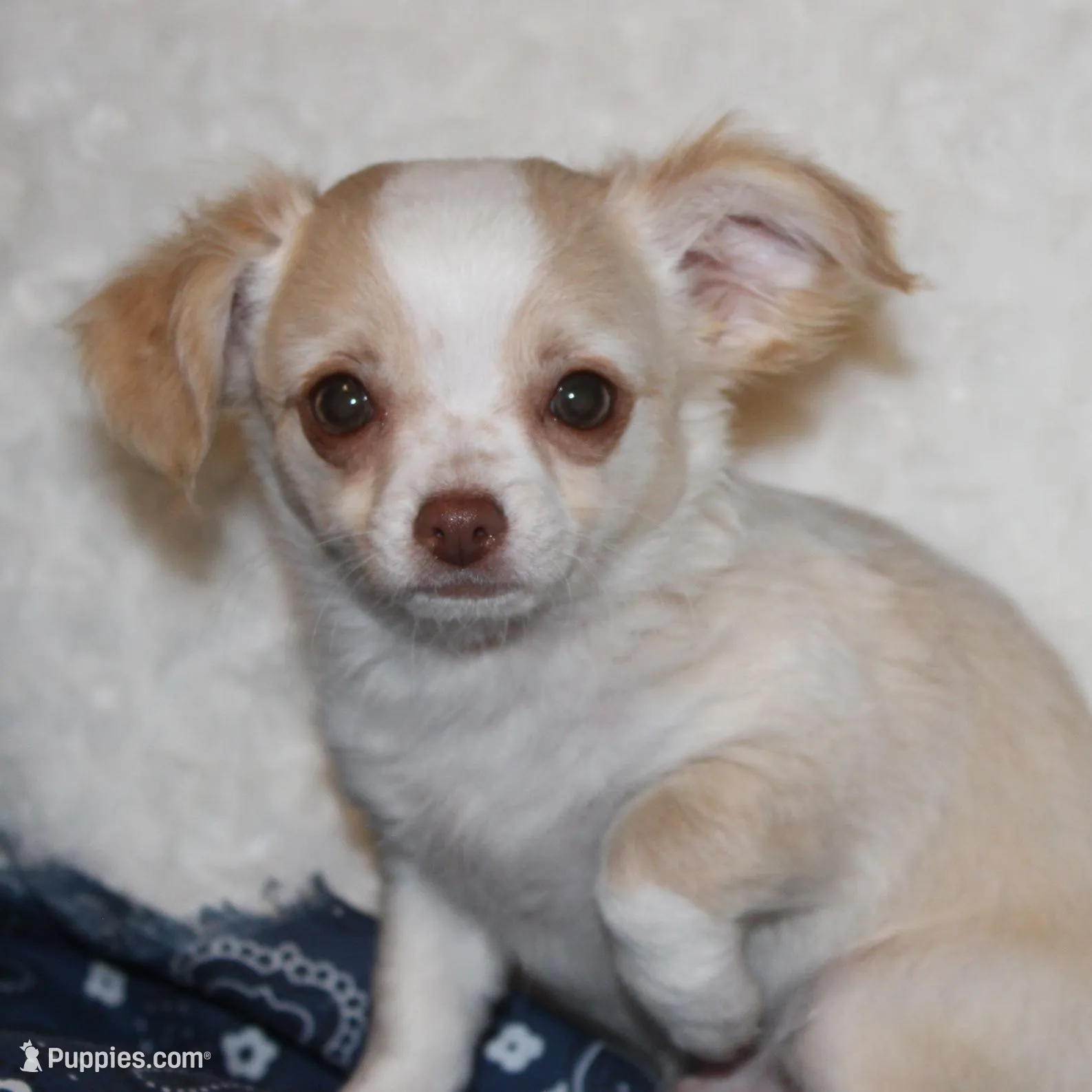 *AKC* LC Hudson, a female Chihuahua for sale in Arbela, MO – Photo 7 of 8