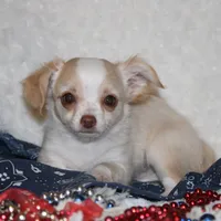 *AKC* LC Hudson, a female Chihuahua for sale in Arbela, MO – Photo 5 of 8