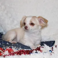 *AKC* LC Hudson, a female Chihuahua for sale in Arbela, MO – Photo 2 of 8