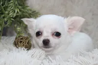 Cammie, a female Chihuahua for sale in Arbela, MO – 1 of 7
