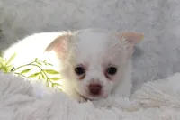 DOVER, a male Chihuahua for sale in Arbela, MO – 3 of 6