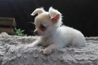 Evie, a male Chihuahua for sale in Arbela, MO – 8 of 9