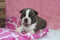 Gala, a female Boston Terrier for sale in Arbela, MO – 2 of 6