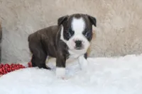Gilmer, a male Boston Terrier for sale in Arbela, MO – 8 of 10