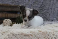 Essie , a female Chihuahua for sale in Arbela, MO – 6 of 10