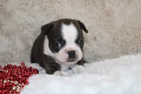 Gilmer, a male Boston Terrier for sale in Arbela, MO – 3 of 10