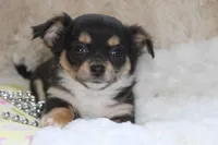 Daffie, a female Chihuahua for sale in Arbela, MO – 3 of 9