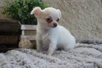 Evie, a male Chihuahua for sale in Arbela, MO – 5 of 8