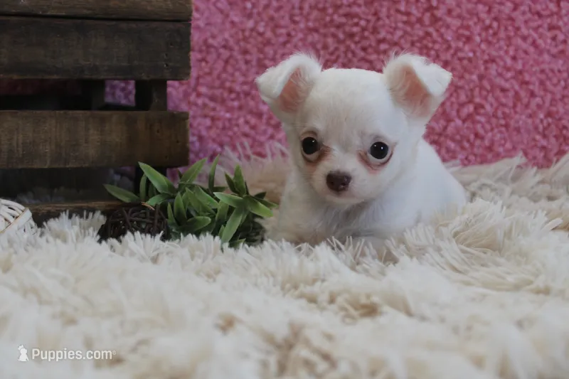 Effie – Chihuahua puppy for sale in Arbela, MO