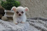Evie, a male Chihuahua for sale in Arbela, MO – 4 of 8