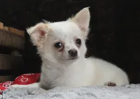 DOVER, a male Chihuahua for sale in Arbela, MO – 7 of 10