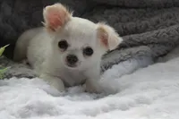 Alex, a male Chihuahua for sale in Arbela, MO – 8 of 10