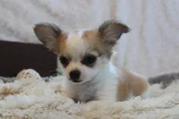 Bailey, a male Chihuahua for sale in Arbela, MO – 2 of 8