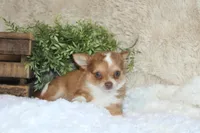 Franklin, a male Chihuahua for sale in Arbela, MO – 8 of 8