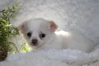 DOVER, a male Chihuahua for sale in Arbela, MO – 6 of 6
