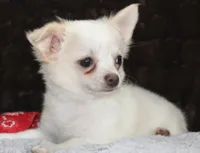 DOVER, a male Chihuahua for sale in Arbela, MO – 3 of 10