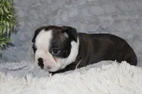 Hudson, a male Boston Terrier for sale in Arbela, MO – 7 of 10