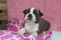 Gala, a female Boston Terrier for sale in Arbela, MO – 5 of 6