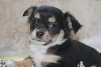Daffie, a female Chihuahua for sale in Arbela, MO – 4 of 9