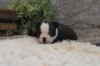 Hudson, a male Boston Terrier for sale in Arbela, MO – 5 of 10