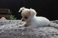 Evie, a male Chihuahua for sale in Arbela, MO – 6 of 9