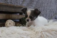 Essie , a female Chihuahua for sale in Arbela, MO – 4 of 10
