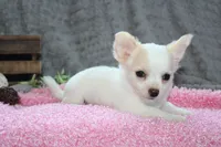 Callie, a female Chihuahua for sale in Arbela, MO – 10 of 10