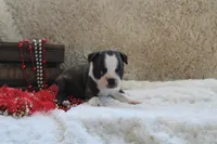 Gilmer, a male Boston Terrier for sale in Arbela, MO – 5 of 10
