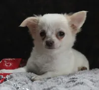 DOVER, a male Chihuahua for sale in Arbela, MO – 9 of 10