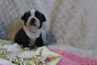 Gladis, a female Boston Terrier for sale in Arbela, MO – 4 of 8
