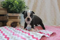 Giovanna, a female Boston Terrier for sale in Arbela, MO – 5 of 7