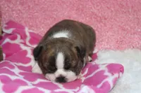 Gala, a female Boston Terrier for sale in Arbela, MO – 3 of 6
