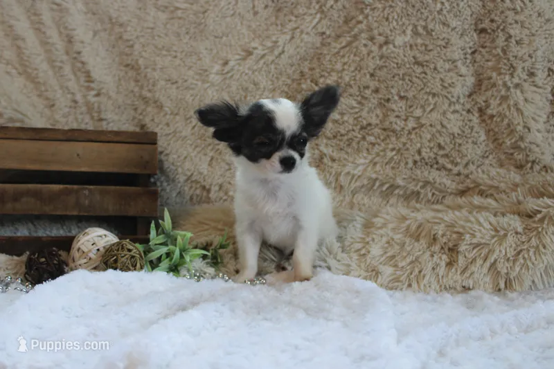 Evan – Chihuahua puppy for sale in Arbela, MO