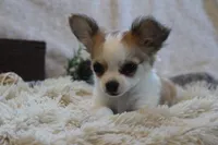 Bailey, a male Chihuahua for sale in Arbela, MO – 1 of 8