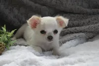 Alex, a male Chihuahua for sale in Arbela, MO – 6 of 10