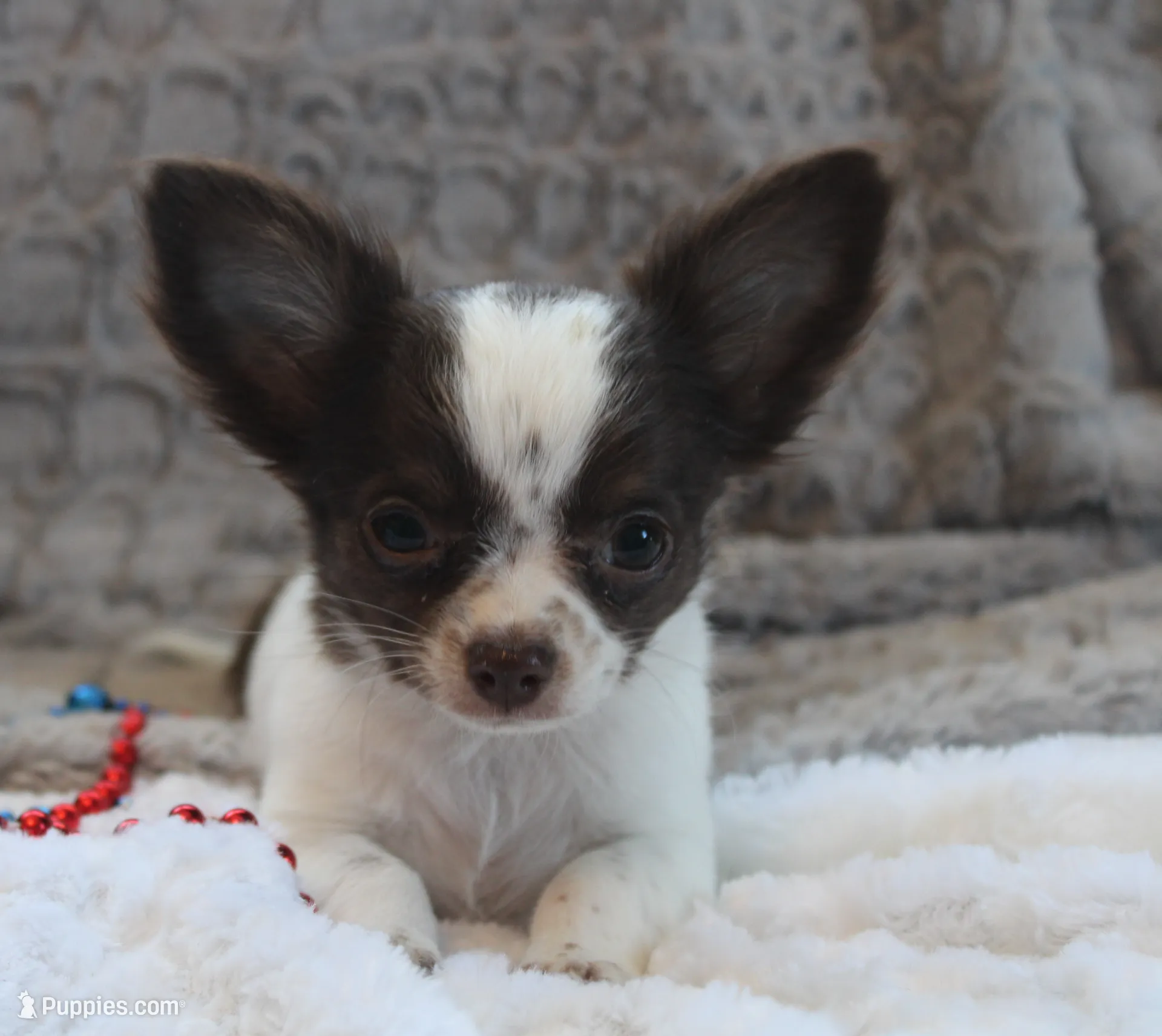 *AKC* LC Chocolate Chip