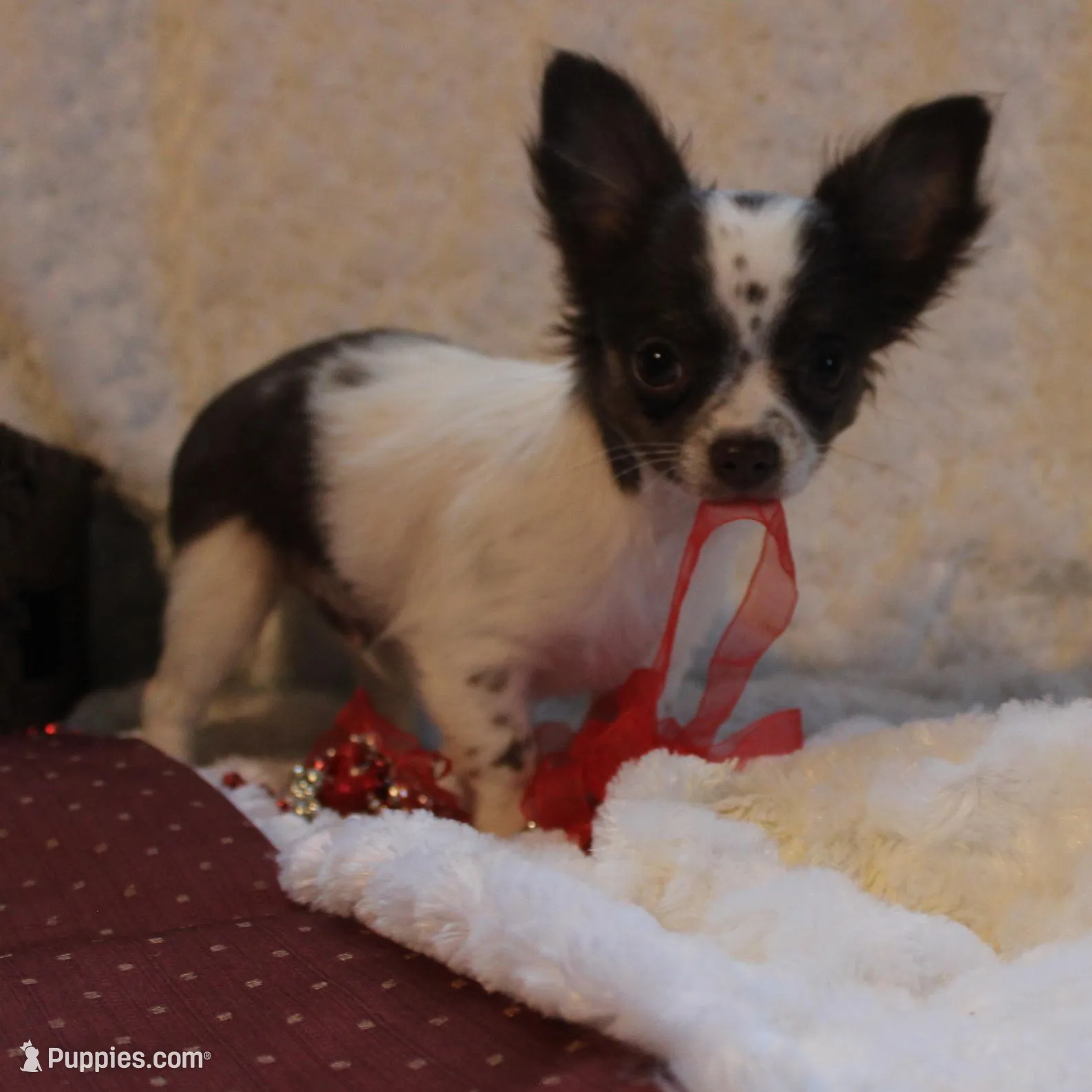 *AKC* LC Chocolate Chip