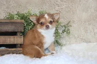 Franklin, a male Chihuahua for sale in Arbela, MO – 7 of 8