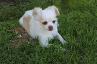 *AKC* LC  Creamy, a male Chihuahua for sale in Arbela, MO – 8 of 9