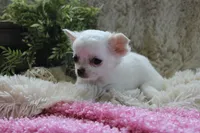 Cammie, a female Chihuahua for sale in Arbela, MO – 5 of 7