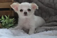Alex, a male Chihuahua for sale in Arbela, MO – 2 of 10