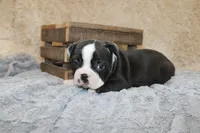 HOLLIS, a male Boston Terrier for sale in Arbela, MO – 8 of 8