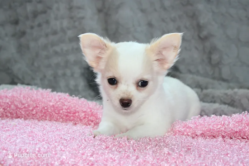 Callie – Chihuahua puppy for sale in Arbela, MO