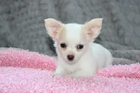 Callie, a female Chihuahua for sale in Arbela, MO – 1 of 10