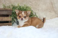 Franklin, a male Chihuahua for sale in Arbela, MO – 2 of 8