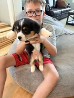 Buster, a male Pembroke Welsh Corgi for sale in Rising Sun, IN – 5 of 7